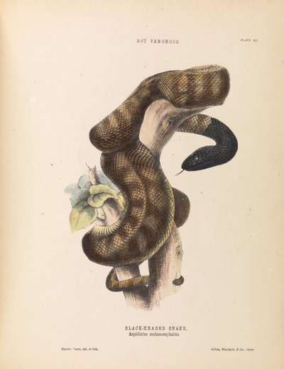 Serpente dalla testa nera, Aspidiotes melanocephalus da Harriet Scott